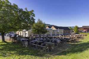 Appenzell, Appenzell Ausserrohden, Appenzeller Hinterland, Brauchtum, Landwirtschaft, Ostschweiz, Schweiz, Schönengrund, Sennen, Suisse, Switzerland, Tracht, Viehschau, Wirtschaft, tradition