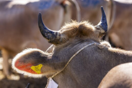 Appenzell, Appenzell Ausserrohden, Appenzeller Hinterland, Brauchtum, Landwirtschaft, Ostschweiz, Schweiz, Schönengrund, Sennen, Suisse, Switzerland, Tracht, Viehschau, Wirtschaft, tradition