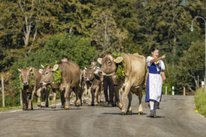 Appenzell, Appenzell Ausserrohden, Appenzeller Hinterland, Brauchtum, Landwirtschaft, Ostschweiz, Schweiz, Schönengrund, Sennen, Suisse, Switzerland, Tracht, Viehschau, Wirtschaft, tradition