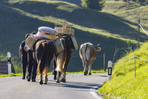 Appenzell, Appenzell Ausserrohden, Appenzeller Hinterland, Brauchtum, Landwirtschaft, Ostschweiz, Schweiz, Schönengrund, Sennen, Suisse, Switzerland, Tracht, Viehschau, Wirtschaft, tradition