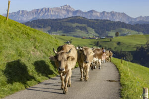 Appenzell, Appenzell Ausserrohden, Appenzeller Hinterland, Brauchtum, Landwirtschaft, Ostschweiz, Schweiz, Schönengrund, Sennen, Suisse, Switzerland, Tracht, Viehschau, Wirtschaft, tradition