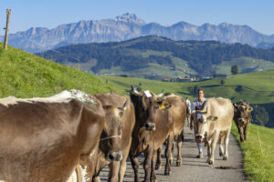 Appenzell, Appenzell Ausserrohden, Appenzeller Hinterland, Brauchtum, Landwirtschaft, Ostschweiz, Schweiz, Schönengrund, Sennen, Suisse, Switzerland, Tracht, Viehschau, Wirtschaft, tradition