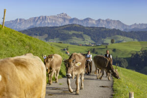 Appenzell, Appenzell Ausserrohden, Appenzeller Hinterland, Brauchtum, Landwirtschaft, Ostschweiz, Schweiz, Schönengrund, Sennen, Suisse, Switzerland, Tracht, Viehschau, Wirtschaft, tradition
