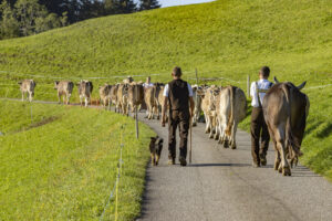 Appenzell, Appenzell Ausserrohden, Appenzeller Hinterland, Brauchtum, Landwirtschaft, Ostschweiz, Schweiz, Schönengrund, Sennen, Suisse, Switzerland, Tracht, Viehschau, Wirtschaft, tradition