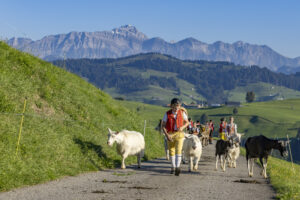 Appenzell, Appenzell Ausserrohden, Appenzeller Hinterland, Brauchtum, Landwirtschaft, Ostschweiz, Schweiz, Schönengrund, Sennen, Suisse, Switzerland, Tracht, Viehschau, Wirtschaft, tradition