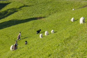 Appenzell, Appenzell Ausserrohden, Appenzeller Hinterland, Brauchtum, Landwirtschaft, Ostschweiz, Schweiz, Schönengrund, Sennen, Suisse, Switzerland, Tracht, Viehschau, Wirtschaft, tradition
