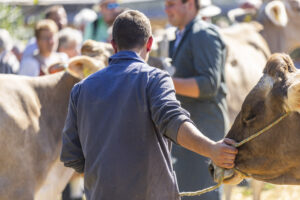 Appenzell, Appenzell Ausserrohden, Appenzeller Hinterland, Brauchtum, Landwirtschaft, Ostschweiz, Schweiz, Stein, Suisse, Switzerland, Tracht, Viehschau, Wirtschaft, tradition