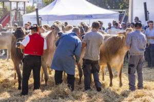Appenzell, Appenzell Ausserrohden, Appenzeller Hinterland, Brauchtum, Landwirtschaft, Ostschweiz, Schweiz, Stein, Suisse, Switzerland, Tracht, Viehschau, Wirtschaft, tradition