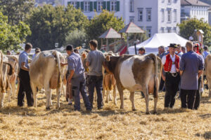 Appenzell, Appenzell Ausserrohden, Appenzeller Hinterland, Brauchtum, Landwirtschaft, Ostschweiz, Schweiz, Stein, Suisse, Switzerland, Tracht, Viehschau, Wirtschaft, tradition
