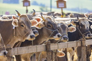 Appenzell, Appenzell Ausserrohden, Appenzeller Hinterland, Brauchtum, Landwirtschaft, Ostschweiz, Schweiz, Stein, Suisse, Switzerland, Tracht, Viehschau, Wirtschaft, tradition