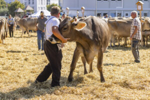 Appenzell, Appenzell Ausserrohden, Appenzeller Hinterland, Brauchtum, Landwirtschaft, Ostschweiz, Schweiz, Stein, Suisse, Switzerland, Tracht, Viehschau, Wirtschaft, tradition