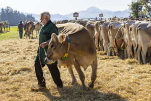 Appenzell, Appenzell Ausserrohden, Appenzeller Hinterland, Brauchtum, Landwirtschaft, Ostschweiz, Schweiz, Stein, Suisse, Switzerland, Tracht, Viehschau, Wirtschaft, tradition