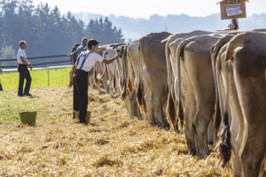 Appenzell, Appenzell Ausserrohden, Appenzeller Hinterland, Brauchtum, Landwirtschaft, Ostschweiz, Schweiz, Stein, Suisse, Switzerland, Tracht, Viehschau, Wirtschaft, tradition