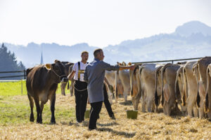 Appenzell, Appenzell Ausserrohden, Appenzeller Hinterland, Brauchtum, Landwirtschaft, Ostschweiz, Schweiz, Stein, Suisse, Switzerland, Tracht, Viehschau, Wirtschaft, tradition