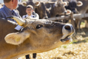 Appenzell, Appenzell Ausserrohden, Appenzeller Hinterland, Brauchtum, Landwirtschaft, Ostschweiz, Schweiz, Stein, Suisse, Switzerland, Tracht, Viehschau, Wirtschaft, tradition