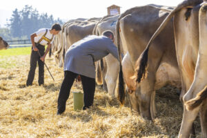 Appenzell, Appenzell Ausserrohden, Appenzeller Hinterland, Brauchtum, Landwirtschaft, Ostschweiz, Schweiz, Stein, Suisse, Switzerland, Tracht, Viehschau, Wirtschaft, tradition