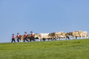 Appenzell, Appenzell Ausserrohden, Appenzeller Hinterland, Brauchtum, Landwirtschaft, Ostschweiz, Schweiz, Stein, Suisse, Switzerland, Tracht, Viehschau, Wirtschaft, tradition