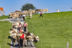 Appenzell, Appenzell Ausserrohden, Appenzeller Hinterland, Brauchtum, Landwirtschaft, Ostschweiz, Schweiz, Stein, Suisse, Switzerland, Tracht, Viehschau, Wirtschaft, tradition