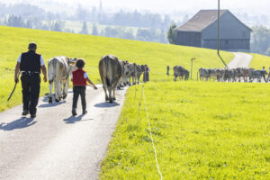 Appenzell, Appenzell Ausserrohden, Appenzeller Hinterland, Brauchtum, Landwirtschaft, Ostschweiz, Schweiz, Stein, Suisse, Switzerland, Tracht, Viehschau, Wirtschaft, tradition