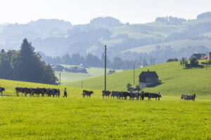 Appenzell, Appenzell Ausserrohden, Appenzeller Hinterland, Brauchtum, Landwirtschaft, Ostschweiz, Schweiz, Stein, Suisse, Switzerland, Tracht, Viehschau, Wirtschaft, tradition