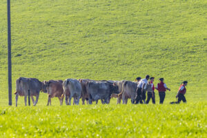 Appenzell, Appenzell Ausserrohden, Appenzeller Hinterland, Brauchtum, Landwirtschaft, Ostschweiz, Schweiz, Stein, Suisse, Switzerland, Tracht, Viehschau, Wirtschaft, tradition