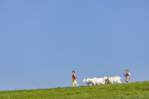 Appenzell, Appenzell Ausserrohden, Appenzeller Hinterland, Brauchtum, Landwirtschaft, Ostschweiz, Schweiz, Stein, Suisse, Switzerland, Tracht, Viehschau, Wirtschaft, tradition
