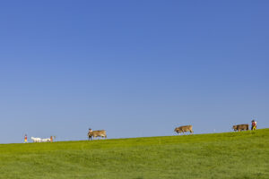 Appenzell, Appenzell Ausserrohden, Appenzeller Hinterland, Brauchtum, Landwirtschaft, Ostschweiz, Schweiz, Stein, Suisse, Switzerland, Tracht, Viehschau, Wirtschaft, tradition