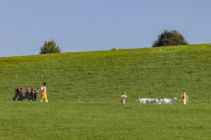 Appenzell, Appenzell Ausserrohden, Appenzeller Hinterland, Brauchtum, Landwirtschaft, Ostschweiz, Schweiz, Stein, Suisse, Switzerland, Tracht, Viehschau, Wirtschaft, tradition