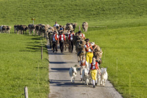 Appenzell, Appenzell Ausserrohden, Appenzeller Hinterland, Brauchtum, Landwirtschaft, Ostschweiz, Schweiz, Stein, Suisse, Switzerland, Tracht, Viehschau, Wirtschaft, tradition