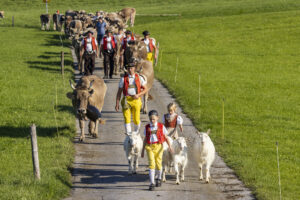 Appenzell, Appenzell Ausserrohden, Appenzeller Hinterland, Brauchtum, Landwirtschaft, Ostschweiz, Schweiz, Stein, Suisse, Switzerland, Tracht, Viehschau, Wirtschaft, tradition