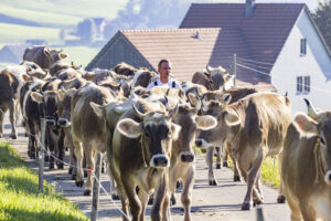 Appenzell, Appenzell Ausserrohden, Appenzeller Hinterland, Brauchtum, Landwirtschaft, Ostschweiz, Schweiz, Stein, Suisse, Switzerland, Tracht, Viehschau, Wirtschaft, tradition