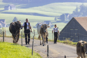 Appenzell, Appenzell Ausserrohden, Appenzeller Hinterland, Brauchtum, Landwirtschaft, Ostschweiz, Schweiz, Stein, Suisse, Switzerland, Tracht, Viehschau, Wirtschaft, tradition