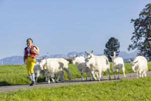 Appenzell, Appenzell Ausserrohden, Appenzeller Hinterland, Brauchtum, Landwirtschaft, Ostschweiz, Schweiz, Stein, Suisse, Switzerland, Tracht, Viehschau, Wirtschaft, tradition