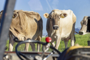Appenzell, Appenzell Ausserrohden, Appenzeller Hinterland, Brauchtum, Landwirtschaft, Ostschweiz, Schweiz, Stein, Suisse, Switzerland, Tracht, Viehschau, Wirtschaft, tradition