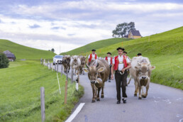 Appenzell, Appenzell Ausserrohden, Appenzeller Hinterland, Autumn, Brauchtum, Fall, Herbst, Kühe, Ostschweiz, Schweiz, Sennen, Suisse, Switzerland, Tracht, Urnaesch, Urnäsch, Viehschau, tradition