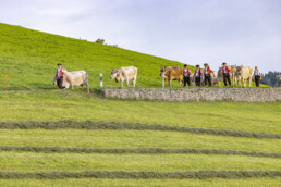 Appenzell, Appenzell Ausserrohden, Appenzeller Hinterland, Autumn, Brauchtum, Fall, Herbst, Kühe, Ostschweiz, Schweiz, Sennen, Suisse, Switzerland, Tracht, Urnaesch, Urnäsch, Viehschau, tradition