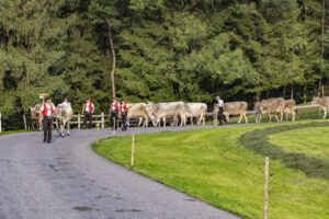 Appenzell, Appenzell Ausserrohden, Appenzeller Hinterland, Autumn, Brauchtum, Fall, Herbst, Kühe, Ostschweiz, Schweiz, Sennen, Suisse, Switzerland, Tracht, Urnaesch, Urnäsch, Viehschau, tradition