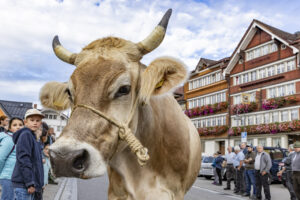 Appenzell, Appenzell Ausserrohden, Appenzeller Hinterland, Autumn, Brauchtum, Fall, Herbst, Kühe, Ostschweiz, Schweiz, Sennen, Suisse, Switzerland, Tracht, Urnaesch, Urnäsch, Viehschau, tradition