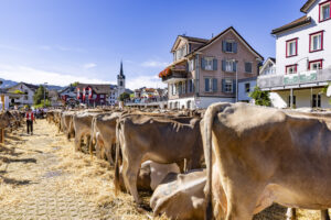 Appenzell, Appenzell Ausserrohden, Appenzeller Hinterland, Autumn, Brauchtum, Fall, Herbst, Kühe, Ostschweiz, Schweiz, Sennen, Suisse, Switzerland, Tracht, Urnaesch, Urnäsch, Viehschau, tradition