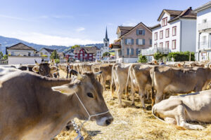 Appenzell, Appenzell Ausserrohden, Appenzeller Hinterland, Autumn, Brauchtum, Fall, Herbst, Kühe, Ostschweiz, Schweiz, Sennen, Suisse, Switzerland, Tracht, Urnaesch, Urnäsch, Viehschau, tradition