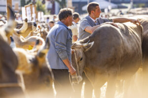 Appenzell, Appenzell Ausserrohden, Appenzeller Hinterland, Autumn, Brauchtum, Fall, Herbst, Kühe, Ostschweiz, Schweiz, Sennen, Suisse, Switzerland, Tracht, Urnaesch, Urnäsch, Viehschau, tradition