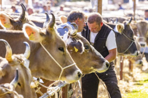 Appenzell, Appenzell Ausserrohden, Appenzeller Hinterland, Autumn, Brauchtum, Fall, Herbst, Kühe, Ostschweiz, Schweiz, Sennen, Suisse, Switzerland, Tracht, Urnaesch, Urnäsch, Viehschau, tradition