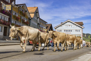 Appenzell, Appenzell Ausserrohden, Appenzeller Hinterland, Autumn, Brauchtum, Fall, Herbst, Kühe, Ostschweiz, Schweiz, Sennen, Suisse, Switzerland, Tracht, Urnaesch, Urnäsch, Viehschau, tradition