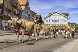 Appenzell, Appenzell Ausserrohden, Appenzeller Hinterland, Autumn, Brauchtum, Fall, Herbst, Kühe, Ostschweiz, Schweiz, Sennen, Suisse, Switzerland, Tracht, Urnaesch, Urnäsch, Viehschau, tradition