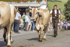Appenzell, Appenzell Ausserrohden, Appenzeller Hinterland, Autumn, Brauchtum, Fall, Herbst, Kühe, Ostschweiz, Schweiz, Sennen, Suisse, Switzerland, Tracht, Urnaesch, Urnäsch, Viehschau, tradition