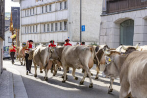 Appenzell, Appenzell Ausserrohden, Appenzeller Hinterland, Autumn, Brauchtum, Fall, Herbst, Kühe, Ostschweiz, Schweiz, Sennen, Suisse, Switzerland, Tracht, Urnaesch, Urnäsch, Viehschau, tradition