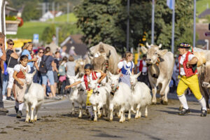 Appenzell, Appenzell Ausserrohden, Appenzeller Hinterland, Autumn, Brauchtum, Fall, Herbst, Kühe, Ostschweiz, Schweiz, Sennen, Suisse, Switzerland, Tracht, Urnaesch, Urnäsch, Viehschau, tradition