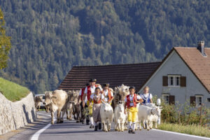 Appenzell, Appenzell Ausserrohden, Appenzeller Hinterland, Autumn, Brauchtum, Fall, Herbst, Kühe, Ostschweiz, Schweiz, Sennen, Suisse, Switzerland, Tracht, Urnaesch, Urnäsch, Viehschau, tradition