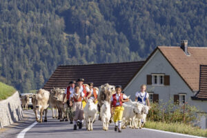 Appenzell, Appenzell Ausserrohden, Appenzeller Hinterland, Autumn, Brauchtum, Fall, Herbst, Kühe, Ostschweiz, Schweiz, Sennen, Suisse, Switzerland, Tracht, Urnaesch, Urnäsch, Viehschau, tradition