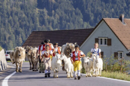 Appenzell, Appenzell Ausserrohden, Appenzeller Hinterland, Autumn, Brauchtum, Fall, Herbst, Kühe, Ostschweiz, Schweiz, Sennen, Suisse, Switzerland, Tracht, Urnaesch, Urnäsch, Viehschau, tradition